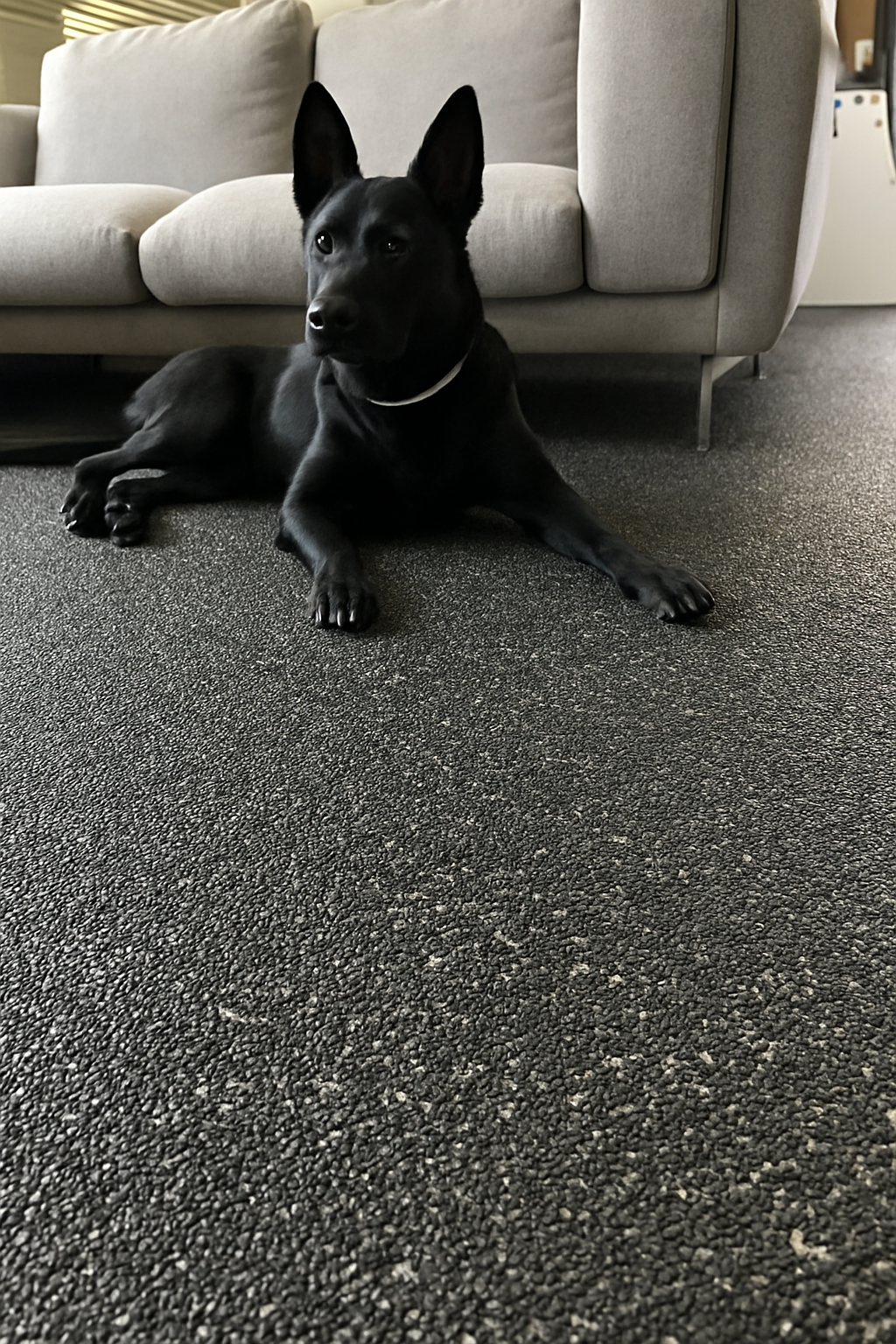 Kőszőnyeg háziállatok mellett – tartósság, higiénia és egyszerű tisztítás egyben